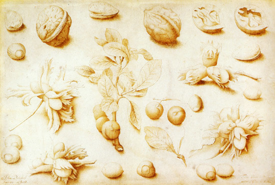 John Dunstall-walnuts and hazelnuts